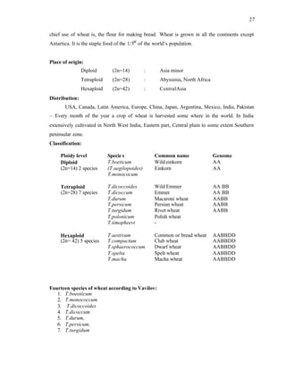 27
chief use of wheat is, the flour for making bread. Wheat is grown in all the continents except
Antartica. It is the staple food of the 1/3rd
of the world’s population.
Place of origin:
Diploid (2n=14) : Asia minor
Tetraploid (2n=28) : Abyssinia, North Africa
Hexaploid (2n=42) : CentralAsia
Distribution:
USA, Canada, Latin America, Europe, China, Japan, Argentina, Mexico, India, Pakistan
– Every month of the year a crop of wheat is harvested some where in the world. In India
extensively cultivated in North West India, Eastern part, Central plain to some extent Southern
peninsular zone.
Classification:
Ploidy level Specie s Common name Genome
Diploid
(2n=14) 2 species
T.boeticum
(T.aegilopoides)
T.monococum
Wild einkorn
Einkorn
AA
AA
Tetraploid
(2n=28) 7 species
T.dicoccoides
T.dicoccum
T.durum
T.persicum
T.turgidum
T.polonicum
T.timopheevi
Wild Emmer
Emmer
Macaroni wheat
Persian wheat
Rivet wheat
Polish wheat
-
AA BB
AA BB
AABB
AABB
AABB
Hexaploid
(2n= 42) 5 species
T.aestivum
T.compactum
T.sphaerococcum
T.spelta
T.macha
Common or bread wheat
Club wheat
Dwarf wheat
Spelt wheat
Macha wheat
AABBDD
AABBDD
AABBDD
AABBDD
AABBDD
Fourteen species of wheat according to Vavilov:
1. T.boeoticum
2. T.monococcum
3. T.dicoccoides
4. T.dicoccum
5. T.durum,
6. T.persicum,
7. T.turgidum
 