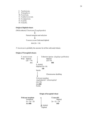 28
8. T.polonicum,
9. T.timopheevi,
10. T.aestivum,
11. T.sphaerococcum,
12. T.compactu m,
13. T.spelta,
14. T.macha.
Origin of diploid wheat:
(Wild einkorn) T.boeticum (T.aegilopoides)
Natural mutation and selection
T.monoccocum Cultivated diploid
AA (2n = 14)
T. boeoticum is probably the ancester for all the cultivated wheats:
Origin of Tetraploid wheats:
T .monoccocum x Unknown species (Aegilops spelltoides)
Wild Diploid Diploid
(2n = 14) (2n=14)
AA BB
F1 hybrid
Diploid (2n=14)
AB
Sterile
Chromosome doubling
Triticum turgidum
Amphidiploid / Allotetraploid
(2n=28)
AA BB
Fertile
Origin of hexaploid wheat
Triticum turgidum x T. tauschii
Tetraploid Diploid
2n = 4x = 28 2n = 2x = 14
AA BB DD
F1 hybrid
Triploid
 