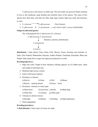 42
S. officinarum is also known as noble cane. The term noble was given by Dutch scientists
in Java to tall, handsome, large barelled and colourful canes of this species. The canes of this
species have thick stem, soft rind, low fibre, high sugar content, high cane yield, and resistance
to smut.
1. S. robustum S. officianarum (New Guinea)
2. S. officinarum X S. spontaneum S. barberi and S. sinense (North India).
Origin of cultivated species:
The wild progenitor for S. officinarum is S. robustum
S. officinarum x S. sponataneum
Mutation, selection, hybridization
S. spontaneum
S. barberi.
Distribution : India, Brazil, Cuba, China, USA, Mexico, France, Germany and Australia. In
India, Uttar Pradesh, Maharashtra, Haryana, Andhra Pradesh, Tamilnadu, Karnataka, Bihar and
Punjab. India stands first in sugar and sugarcane production in world.
Breedingobjectives:-
1. High cane yield / height of stem, thickness, tillering capacity, no of villabl
e canes / plant
and weight of individual cane.
2. Moderate high sucrose content
3. Early to full season maturity
4. Resistance to diseases.
a) Red rot b) Smut c) Wilt d) Mosaic
e) Ratoon – stunting disease f) Grassy – shoot
5. Resistance / tolerance to insect pests
a) Shoot borer b) Cane borer c) Pyrilla d) Mealy bugs
e) White flies f) Termites g) White grub
6. Tolerance to abiotic stresses
a) Drought b) Salinity c) Flooding d) High temperature
7. Wider adaptability
Breeding procedures:
1. Hybridization: 3 basic types of crosses are made
 