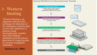  Western
blotting
• Western blotting is an
important and powerful
technique for detection of
low abundance proteins that
involve the separation of
proteins using
electrophoresis, transfer
onto nitrocellulose
membrane and the precise
detection of a target protein
by enzyme-conjugated
antibodies.
(kurien et al., 2006)
 