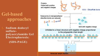 Gel-based
approaches
1. Sodium dodecyl
sulfate-
polyacrylamide Gel
Electrophoresis:
(SDS-PAGE)
 