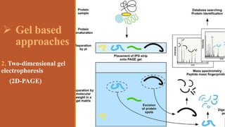  Gel based
approaches
2. Two-dimensional gel
electrophoresis
(2D-PAGE)
 