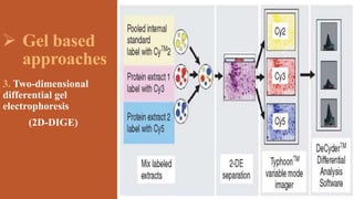  Gel based
approaches
3. Two-dimensional
differential gel
electrophoresis
(2D-DIGE)
 