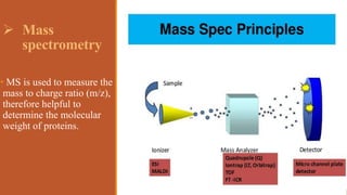  Mass
spectrometry
• MS is used to measure the
mass to charge ratio (m/z),
therefore helpful to
determine the molecular
weight of proteins.
 