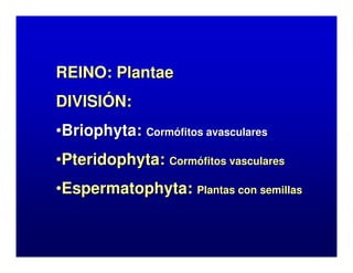 REINO: Plantae
DIVISIÓN:
•Briophyta: Cormófitos avasculares
•Pteridophyta: Cormófitos vasculares
•Espermatophyta: Plantas con semillas

 
