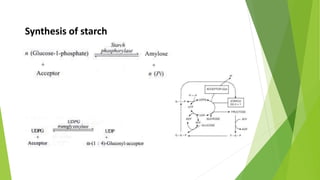 Synthesis of starch
 
