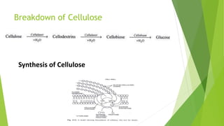 Breakdown of Cellulose
Synthesis of Cellulose
 