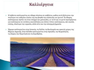  Η λεβάντα καλλιεργείται σε εδάφη πλούσια σε ασβέστιο, καθώς αυτό βελτιώνει την
ποιότητα του αιθερίου ελαίου της και βοηθά την ανάπτυξη του φυτού. Το έδαφος
καλλιέργειας πρέπει να είναι ελαφρύ και χαλικώδες, γι' αυτό και το φυτό προσφέρεται
για καλλιέργεια σε εκτάσεις ακατάλληλες για άλλου τύπου καλλιέργειες. Δεν αγαπά,
επίσης, ιδιαίτερα την υγρασία, αλλά ούτε και την ολοσχερή ξηρασία.
 Σήμερα καλλιεργείται στην Ισπανία, τη Γαλλία, τη Βουλγαρία και αρκετές χώρες της
Βόρειας Αφρικής. Στην Ελλάδα καλλιεργείται στην Αρκαδία, την Κεφαλληνία,
τις Σέρρες την Κομοτηνή και τη Σαμοθράκη.
 