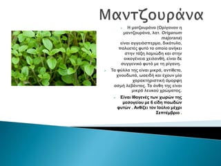  Η ματζουράνα (Ορίγανον η
μαντζουράνα, λατ. Origanum
majorana)
είναι αγγειόσπερμο, δικότυλο,
πολυετές φυτό το οποίο ανήκει
στην τάξη λαμιώδη και στην
οικογένεια χειλανθή, είναι δε
συγγενικό φυτό με τη ρίγανη.
 Τα φύλλα της είναι μικρά, αντίθετα,
χνουδωτά, ωοειδή και έχουν μία
χαρακτηριστική όμορφη
οσμή λεβάντας. Τα άνθη της είναι
μικρά λευκού χρώματος.
 Είναι Ιθαγενές των χωρών της
μεσογείου με 6 είδη ποωδών
φυτών . Ανθίζει τον Ιούλιο μέχρι
Σεπτέμβριο .
 