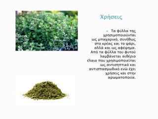 Χρήσεις
 Τα φύλλα της
χρησιμοποιούνται
ως μπαχαρικό, συνήθως
στο κρέας και το ψάρι,
αλλά και ως αφέψημα.
Από τα φύλλα του φυτού
λαμβάνεται αιθέριο
έλαιο που χρησιμοποιείται
ως αντισηπτικό και
αντισπασμωδικό ενώ έχει
χρήσεις και στην
αρωματοποιία.
 