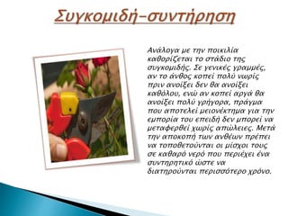 Ανάλογα με την ποικιλία
καθορίζεται το στάδιο της
συγκομιδής. Σε γενικές γραμμές,
αν το άνθος κοπεί πολύ νωρίς
πριν ανοίξει δεν θα ανοίξει
καθόλου, ενώ αν κοπεί αργά θα
ανοίξει πολύ γρήγορα, πράγμα
που αποτελεί μειονέκτημα για την
εμπορία του επειδή δεν μπορεί να
μεταφερθεί χωρίς απώλειες. Μετά
την αποκοπή των ανθέων πρέπει
να τοποθετούνται οι μίσχοι τους
σε καθαρό νερό που περιέχει ένα
συντηρητικό ώστε να
διατηρούνται περισσότερο χρόνο.
 