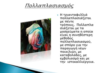  Η τριανταφυλλιά
πολλαπλασιάζεται
με πέντε
τρόπους. Πολλαπλα
σιάζεται με τα
μοσχεύματα η οποία
είναι η συνηθέστερη
μέθοδος
πολλαπλασιασμού,
με σπόρο για την
παραγωγή νέων
ποικιλιών, με
καταβολάδες, με
εμβολιασμό και με
την ιστοκαλλιέργεια.
 