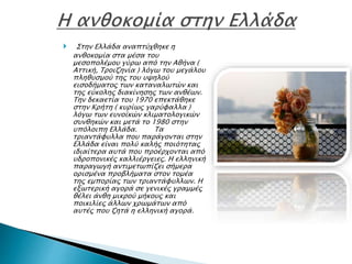  Στην Ελλάδα αναπτύχθηκε η
ανθοκομία στα μέσα του
μεσοπολέμου γύρω από την Αθήνα (
Αττική, Τροιζηνία ) λόγω του μεγάλου
πληθυσμού της του υψηλού
εισοδήματος των καταναλωτών και
της εύκολης διακίνησης των ανθέων.
Την δεκαετία του 1970 επεκτάθηκε
στην Κρήτη ( κυρίως γαρύφαλλα )
λόγω των ευνοϊκών κλιματολογικών
συνθηκών και μετά το 1980 στην
υπόλοιπη Ελλάδα. Τα
τριαντάφυλλα που παράγονται στην
Ελλάδα είναι πολύ καλής ποιότητας
ιδιαίτερα αυτά που προέρχονται από
υδροπονικές καλλιέργειες. Η ελληνική
παραγωγή αντιμετωπίζει σήμερα
ορισμένα προβλήματα στον τομέα
της εμπορίας των τριαντάφυλλων. Η
εξωτερική αγορά σε γενικές γραμμές
θέλει άνθη μικρού μήκους και
ποικιλίες άλλων χρωμάτων από
αυτές που ζητά η ελληνική αγορά.
 