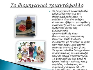  Το βιομηχανικό τριαντάφυλλο
χρησιμοποιείται για την
παραγωγή ροδέλαιου. Το
ροδέλαιο είναι ένα αιθέριο
έλαιο που εξάγεται με εκχύλιση
ή απόσταξη από τα νωπά άνθη
(ρόδα) του φυτού της
βιομηχανικής
τριανταφυλλιάς Rosa
Damascene της οικογένειας
Rosaceae. Κάθε λουλούδι
συλλέγεται με τα χέρια. Η κοπή
των τριαντάφυλλων γίνεται
πριν την ανατολή του ήλιου.
Τα τριαντάφυλλα διατηρούνται
προσεκτικά ως την απόσταξή
τους σε ειδικά αποστακτήρια.
Το φυτό ανθίζει μία φορά το
χρόνο ( Μάιος – Ιούνιος) και η
περίοδος ανθοφορίας και
συγκομιδής διαρκεί 20 – 25
 