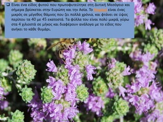  Eίναι ένα είδος φυτού που πρωτοφυτεύτηκε στη Δυτική Μεσόγειο και
σήμερα βρίσκεται στην Ευρώπη και την Ασία. Το Θυμάρi είναι ένας
μικρός σε μέγεθος θάμνος που ζει πολλά χρόνια, και φτάνει σε ύψος
περίπου τα 40 με 45 εκατοστά. Τα φύλλα του είναι πολύ μικρά, γύρω
στα 4 χιλιοστά σε μήκος και διαφέρουν ανάλογα με το είδος που
ανήκει το κάθε θυμάρι.
 