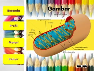 Beranda 
Profil 
Materi 
Keluar 
Gambar 
 