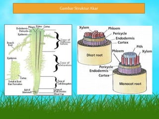 Botani akar | PPTX