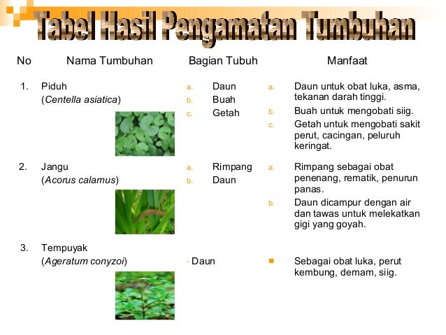 Etnoritual Etnofarma Tugas Mhs  Etnoritual Etnofarma Tugas Mhs