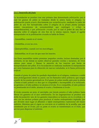 2.5.1. Desarrollo del fruto

La fecundación se produce tras una primera fase denominada polinización, por el
cual los granos de polen se trasladan desde la antera hasta el estigma. La
polinización puede ocurrir directamente por autopolinización, mediante la caída del
polen de una flor hermafrodita sobre el estigma de la propia planta (aunque
existen mecanismos de autoesterelidad que restringen o evitan la
autopolinización); o por polinización cruzada, por la cual el polen de una flor se
deposita sobre el estigma de otra flor de la misma especie. Según el agente
transportador en la polinización cruzada se habla de flores:

- Anemófilas, cuando es el viento.

- Ornitófilas, si son las aves.

- Quiropterófilas, cuando son los murciélagos.

- Entomófilas, en el caso de que sean los insectos.

Las flores anemófilas suelen presentar pequeñas corolas, incluso desnudas; por el
contrario, en las demás se suelen observar grandes corolas y nectarios, de vivos
colores para atraer y llamar la atención de los insectos que harán de
transportadores del polen. Si la fecundación es realizada mediante la manipulación
por seres humanos para la obtención de nuevas variedades, se le llama polinización
artificial.

Cuando el grano de polen ha quedado depositado en el estigma, comienza a emitir
unas prolongaciones desde su pared, son los llamados tubos polínicos, que surgen
a partir de los puntos germinativos. Si el grano de polen resulta apto para la planta
y forma el tubo polínico se dice que es compatible; e incompatible si es rechazado,
no germina o el tubo polínico no alcanza el óvulo. Si es compatible, el tubo polínico
va penetrando en el estilo, alcanza el ovario y finalmente el óvulo.

El óvulo presenta un poro, el micrópilo, por donde penetra el tubo polínico hasta
liberar los gametos en el saco embrionario. En las angiospermas se produce una
doble fecundación: uno de los gametos masculinos se fusiona con la ovocélula y el
otro con los núcleos polares para producir el núcleo endospérmico triploide, que
por división dará lugar al albumen o tejido endospérmico nutricional del futuro
embrión. Mientras que el cigoto se convierte en el embrión de la semilla, que está
constituido por el óvulo, por su parte el ovario se transformará en el fruto, que
servirá para dispersar el embrión.




                                          61                               BOTANICA
 