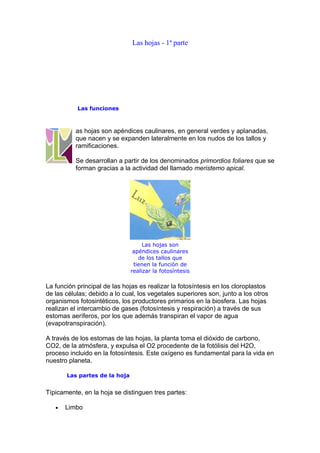 Las hojas - 1ª parte




           Las funciones



          as hojas son apéndices caulinares, en general verdes y aplanadas,
          que nacen y se expanden lateralmente en los nudos de los tallos y
          ramificaciones.

          Se desarrollan a partir de los denominados primordios foliares que se
          forman gracias a la actividad del llamado meristemo apical.




                                    Las hojas son
                                apéndices caulinares
                                  de los tallos que
                                tienen la función de
                               realizar la fotosíntesis

La función principal de las hojas es realizar la fotosíntesis en los cloroplastos
de las células; debido a lo cual, los vegetales superiores son, junto a los otros
organismos fotosintéticos, los productores primarios en la biosfera. Las hojas
realizan el intercambio de gases (fotosíntesis y respiración) a través de sus
estomas aeríferos, por los que además transpiran el vapor de agua
(evapotranspiración).

A través de los estomas de las hojas, la planta toma el dióxido de carbono,
CO2, de la atmósfera, y expulsa el O2 procedente de la fotólisis del H2O,
proceso incluido en la fotosíntesis. Este oxígeno es fundamental para la vida en
nuestro planeta.

       Las partes de la hoja


Típicamente, en la hoja se distinguen tres partes:

   •   Limbo
 