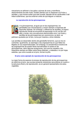mecanismo se adhieren a los pelos o plumas de aves y mamíferos,
diseminándose de este modo. Existen plantas que no dispersan sus frutos y
semillas, y que incluso evitan que esto suceda, ejemplo de los cacahuetes o del
trébol subterráneo, que los entierran antes de que lleguen a madurar.

      La reproducción de las gimnospermas



           n la gimnospermas, al igual que en las angiospermas, los
           gametofitos son microscópicos y crecen siempre a expensas del
           esporofito diploide. Sin embargo, a diferencia de aquellas, el órgano
           reproductor donde se encuentra el esporangio no es una flor con
           cáliz y corola, sino una estructura denominada cono. Los frutos y
           semillas de las gimnospermas son anemócoros, es decir, se
polinizan ayudados por el aire, nunca por insectos u otros métodos.

Las semillas se desarrollan dentro del gametofito femenino, que es rico en
nutrientes. Igualmente, se asemejan a las angiospermas en que faltan los
flagelos en sus espermatozoides. Sin embargo, la característica evolutiva de
las angiospermas de poseer flores hermafroditas no existe en las
gimnospermas, salvo algunas excepciones, sino que los carpelos o los
estambres siempre se hallan sobre flores distintas, y rodeadas o no por hojas
estériles, que como sucede en el pino, forman la piña.

    El pino como ejemplo de reproducción de las gimnospermas


La mejor forma de exponer el proceso de reproducción de las gimnospermas
es referirnos al pino, que aunque presenta variaciones secundarias en cuanto a
la estructura floral y de reproducción, es en general representativo de estos
vegetales.
 