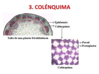 3. COLÉNQUIMA
 