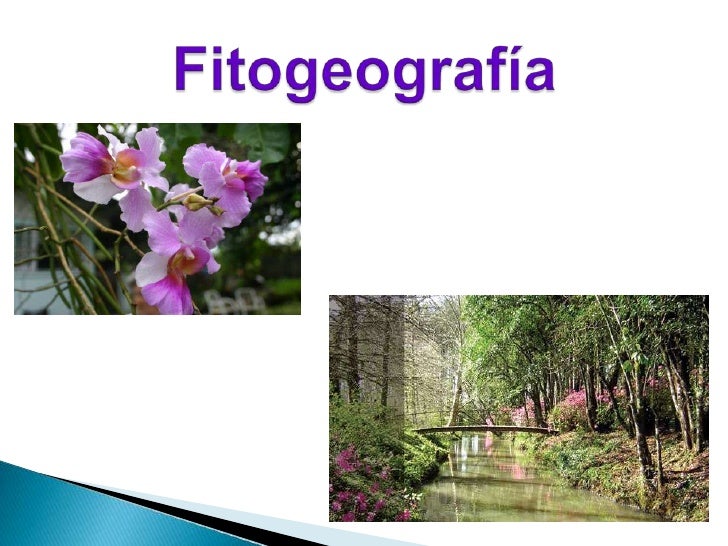Resultado de imagen para imagenes de fitogeografia