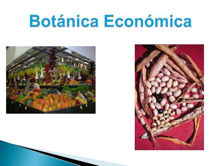 Botanica