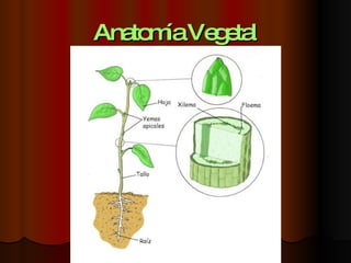 Anatomía Vegetal 