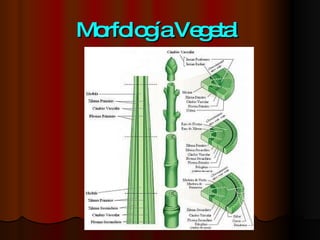Morfología Vegetal   