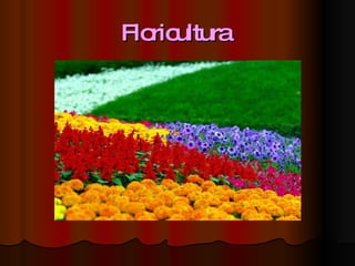 Floricultura  