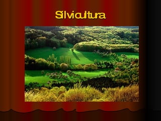 Silvicultura  