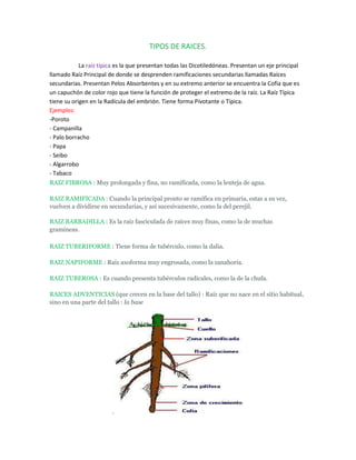 TIPOS DE RAICES.<br />                    La raíz típica es la que presentan todas las Dicotiledóneas. Presentan un eje principal llamado Raíz Principal de donde se desprenden ramificaciones secundarias llamadas Raíces secundarias. Presentan Pelos Absorbentes y en su extremo anterior se encuentra la Cofia que es un capuchón de color rojo que tiene la función de proteger el extremo de la raíz. La Raíz Típica tiene su origen en la Radícula del embrión. Tiene forma Pivotante o Típica.<br />Ejemplos:<br />-Poroto- Campanilla- Palo borracho- Papa- Seibo- Algarrobo- Tabaco<br />RAIZ FIBROSA : Muy prolongada y fina, no ramificada, como la lenteja de agua.<br />RAIZ RAMIFICADA : Cuando la principal pronto se ramifica en primaria, estas a su vez, vuelven a dividirse en secundarias, y así sucesivamente, como la del perejil.<br />RAIZ BARBADILLA : Es la raíz fasciculada de raíces muy finas, como la de muchas            gramineas.<br />RAIZ TUBERIFORME : Tiene forma de tubérculo, como la dalia.<br />RAIZ NAPIFORME : Raíz axoforma muy engrosada, como la zanahoria.<br />RAIZ TUBEROSA : Es cuando presenta tubérculos radicales, como la de la chufa.<br />RAICES ADVENTICIAS (que crecen en la base del tallo) : Raíz que no nace en el sitio habitual, sino en una parte del tallo : la base<br />.<br />Usos de la raíz: La remolacha o betabel y la zanahoria son ejemplos característicos de plantas con gruesas raíces pivotantes.<br />Tipos de tallos.<br />ARBOREO : Tallo leñoso, grueso, macizo, de más de 5 metros de altura, con una porción simple comprendida entre la base y la ramificación (cruz), en los de ramificación simpodica, y entre la base y la cúspide de la copa en los de ramificación monopódica llamada tronco. <br />ARBUSTIVO : Cuando es leñoso, se ramifica desde la base y su altura no llega a los cinco metros, llamándose mata cuando alcanza un metro de altura. <br />HERBACEO : No es leñoso, es blando y verde. <br />Partes de la hoja.<br />LIMBO : Parte esencial de la hoja. Superficie plana y generalmente ancha. <br />APICE : Es la punta de la hoja. <br />VENA CENTRAL : Por ella circula la mayor parte de los nutrientes que van y vienen de la hoja. <br />VENACION : Sistema complejo de venas de la hoja. <br />VAINA : Es la base más o menos ancha de la hoja, que abrasa parcial o totalmente al tallo. <br />PECIOLO : Es la rabilla, que une la vaina al limbo. <br />MARGEN : Es el borde de la hoja.<br />Usos de las hojas: Acelga: el jugo de acelga alivia la cistitis, así como también los cólicos renales y hepáticos. El hibisco: Se le utiliza como vitamínico, aperitivo, digestivoen espasmos gastrointestinales, estreñimiento y falta de apetito.<br />La Flor.<br />La flor es el aparato reproductor de las plantas que se propagan, mediante semillas. Es el órgano de reproducción SEXUAL de las plantas fanerogamas.<br />La flor, está formada por hojas modificadas :<br />ESENCIALES O PRIMARIAS : En la que se forman los gametos masculinos y femeninos. <br />SECUNDARIOS : Que protegen o favorecen la función de las primarias.<br />Usos de las flores: Las flores del jardín son parte de la vida de las personas, y estas tienen diversos usos que son de gran utilidad para la salud y el bienestar de la gente. Las flores tienen esencias que son la base de exquisitos perfumes. Hay flores que son comestibles<br />Frutos.<br />El fruto es el ovario desarrollado, conteniendo la semilla ya formada.<br />Los frutos se dividen en dos grandes categorías : los que proceden de una sola flor o frutos propiamente dichos, y los que proceden de una inflorescencia, o infructescencia, pero con apariencia de un solo fruto, como el higo y la piña americana. Los primeros pueden ser secos o carnosos y ambos dehiscentes o indehicentes, según que su pericarpo se abra o no.<br />FRUTOS SECOS DEHISCENTES:<br />PLURIFOLICULO<br />LEGUMBRE<br />CAPSULA <br />FRUTOS SECOS INDEHISCENTES:<br />NUEZ <br />CARIOPSIS<br />CREMOCARPO<br />
