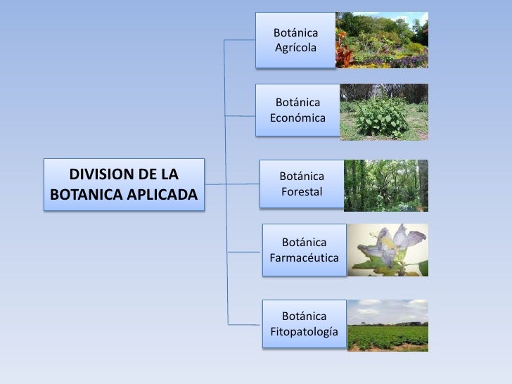 ESCUELA DE COMERCIO UCE LUCY ESTRELLA Botanica