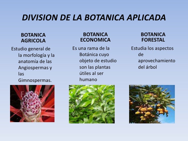 ESCUELA DE COMERCIO UCE LUCY ESTRELLA Botanica