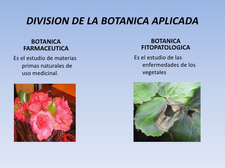 ESCUELA DE COMERCIO UCE LUCY ESTRELLA Botanica