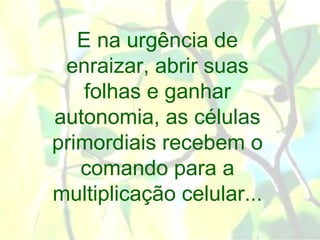 E na urgência de
 enraizar, abrir suas
    folhas e ganhar
autonomia, as células
primordiais recebem o
   comando para a
multiplicação celular...
 