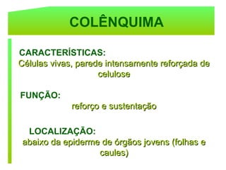 COLÊNQUIMA

CARACTERÍSTICAS:
Células vivas, parede intensamente reforçada de
                    celulose

FUNÇÃO:
             reforço e sustentação

  LOCALIZAÇÃO:
 abaixo da epiderme de órgãos jovens (folhas e
                   caules)
 