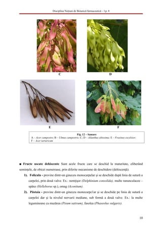 Disciplina Noţiuni de Botanică farmaceutică – l.p. 8




                                C                                             D




                       E                                                            F

                                              Fig. 12 – Samare
        A – Acer campestre; B – Ulmus campestris; C; D – Ailanthus altissima; E – Fraxinus excelsior;
        F – Acer tartaricum




■ Fructe uscate dehiscente Sunt acele fructe care se deschid la maturitate, eliberând
seminţele, de obicei numeroase, prin diferite mecanisme de deschidere (dehiscenţă).
   1). Folicula - provine dintr-un gineceu monocarpelar şi se deschide după linia de sutură a
      carpelei, prin două valve. Ex.: nemţişor (Delphinium consolida), multe ranunculacee –
      spânz (Helleborus sp.), omag (Aconitum).
   2). Păstaia - provine dintr-un gineceu monocarpe1ar şi se deschide pe linia de sutură a
      carpelei dar şi la nivelul nervurii mediane, sub formă a două valve. Ex.: la multe
      leguminoase ca mazărea (Pisum sativum), fasolea (Phaseolus vulgaris).



                                                                                                        10
 