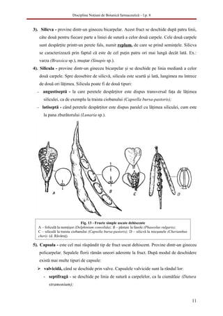 Disciplina Noţiuni de Botanică farmaceutică – l.p. 8


3). Silicva - provine dintr-un gineceu bicarpelar. Acest fruct se deschide după patru linii,
      câte două pentru fiecare parte a liniei de sutură a celor două carpele. Cele două carpele
      sunt despărţite printr-un perete fals, numit replum, de care se prind seminţele. Silicva
      se caracterizează prin faptul că este de cel puţin patru ori mai lungă decât lată. Ex.:
      varza (Brassica sp.), muştar (Sinapis sp.).
4). Silicula - provine dintr-un gineceu bicarpelar şi se deschide pe linia mediană a celor
      două carpele. Spre deosebire de silicvă, silicula este scurtă şi lată, lungimea nu întrece
      de două ori lăţimea. Silicula poate fi de două tipuri:
  −     angustiseptă - la care peretele despărţitor este dispus transversal faţa de lăţimea
        siliculei, ca de exemplu la traista ciobanului (Capsella bursa-pastoris);
  −    latiseptă - când peretele despărţitor este dispus paralel cu lăţimea siliculei, cum este
        la pana zburătorului (Lunaria sp.).




                                Fig. 13 - Fructe simple uscate dehiscente
  A – foliculă la nemţişor (Delphinium consolida); B – păstaie la fasole (Phaseolus vulgaris);
  C – siliculă la traista ciobanului (Capsella bursa-pastoris); D – silicvă la micşunele (Cherianthus
  cheri). (d. Răvăruţ).

5). Capsula - este cel mai răspândit tip de fruct uscat dehiscent. Provine dintr-un gineceu
      policarpelar. Sepalele florii rămân uneori aderente la fruct. După modul de deschidere
      există mai multe tipuri de capsule:
   valvicidă, când se deschide prin valve. Capsulele valvicide sunt la rândul lor:
        - septifragă - se deschide pe linia de sutură a carpelelor, ca la ciumăfaie (Datura
           stramonium);


                                                                                                        11
 
