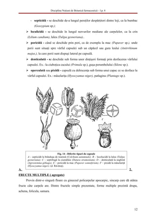 Disciplina Noţiuni de Botanică farmaceutică – l.p. 8


         - septicidă - se deschide de-a lungul pereţilor despărţitori dintre loji, ca la bumbac
             (Gossypium sp.);
      loculicidă - se deschide în lungul nervurilor mediane ale carpelelor, ca la crin
       (Lilium candium), lalea (Tulipa gesneriana)..
      poricidă - când se deschide prin pori, ca de exemplu la mac (Papaver sp.), unde
       porii sunt situaţi spre vârful capsulei sub un căpăcel sau gura leului (Antirrhinum
       majus,), la care porii sunt dispuşi lateral pe capsulă.
      denticulată - se deschide sub forma unor dinţişori formaţi prin desfacerea vârfului
       capsulei. Ex.: la ciuboţica cucului (Primula sp.), guşa porumbelului (Silene sp.).
      operculată sau pixidă - capsulă cu dehiscenţa sub forma unui capac ce se desface la
       vârful capsulei. Ex.: măselariţa (Hyoscyamus niger), patlagina (Plantago sp.).




                                   Fig. 14 - Diferite tipuri de capsule
       A – septicidă la brânduşa de toamnă (Colchium autumnale); B – locolucidă la lalea (Tulipa
       gesneriana); C – septifragă la ciumăfaie (Datura stramonium); D – denticulată la neghină
       (Agrostemma githago); E – poricidă la mac (Papaver somniferum); F – pixidă la măselariţă
       (Hyoscyamus niger); (d. Răvăruţ).
A.                                                                                                 2.
FRUCTE MULTIPLE ( agregate)
     Provin dintr-o singură floare cu gineceul policarpelar apocarpic, sincarp care dă atâtea
fructe câte carpele are. Dintre fructele simple prezentate, forme multiple prezintă drupa,
achena, folicula, samara.




                                                                                                        12
 