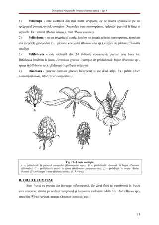 Disciplina Noţiuni de Botanică farmaceutică – l.p. 8


1)      Polidrupa - este alcătuită din mai multe drupeole, ce se inseră spirociclic pe un
receptacul comun, ovoid, spongios. Drupeolele sunt monosperme. Adeseori persistă la fruct si
sepalele. Ex.: zmeur (Rubus idaeus,), mur (Rubus caesius).
2)      Poliachena - pe un receptacul conic, fistulos se inseră achene monosperme, rezultate
din carpelele gineceului. Ex.: piciorul cocoşului (Ranunculus sp.), curpen de pădure (Clematis
vitalba).
3)      Polifolicula - este alcătuită din 2-8 folicule concrescute parţial prin baza lor.
Difoliculă întâlnim la liana, Periploca graeca. Exemple de polifoliculă: bujor (Paeonia sp.),
spanz (Helleborus sp.), căldaruşe (Aquilegia vulgaris).
4)      Disamara - provine dintr-un gineceu bicarpelar şi are două aripi. Ex.: paltin (Acer
pseudoplatanus), arţar (Acer campestris,).




                                           Fig. 15 - Fructe multiple:
 A – poliachenă la piciorul cocoşului (Ranunculus acer); B – polifoliculă cărnoasă la bujor (Paeonia
 officinalis); C – polifoliculă uscată la spânz (Helleborus purpurascens); D – polidrupă la zmeur (Rubus
 idaeus); E – polidrupă la mur (Rubus caesius) (d. Răvăruţ).


B. FRUCTE COMPUSE
      Sunt fructe ce provin din întreaga inflorescenţă, ale cărei flori se transformă în fructe
care concresc, rămân pe acelaşi receptacul şi la coacere cad toate odată. Ex.: dud (Morus sp.),
smochin (Ficus carica), ananas (Ananas comosus) etc.




                                                                                                     13
 