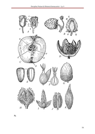Disciplina Noţiuni de Botanică farmaceutică – l.p. 8




5).




                                                             16
 