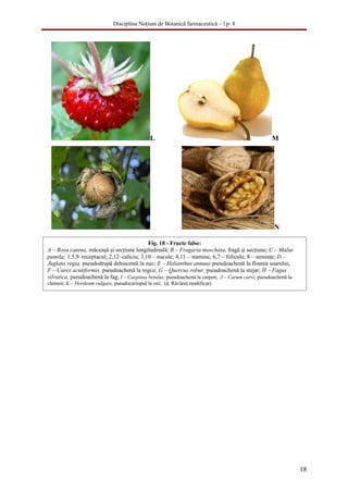 Disciplina Noţiuni de Botanică farmaceutică – l.p. 8




                                              L                                                     M




                                                                                                     N

                                             Fig. 18 - Fructe false:
A – Rosa canina, măceaşă şi secţiune longitudinală; B – Fragaria moschata, fragă şi secţiune; C – Malus
pumila; 1,5,9–receptacul; 2,12–caliciu; 3,10 – nucule; 4,11 – stamine; 6,7 – folicule; 8 – seminţe; D –
Juglans regia, pseudodrupă dehiscentă la nuc; E – Helianthus annuus pseudoachenă la floarea soarelui;
F – Carex acutiformis, pseudoachenă la rogoz; G – Quercus robur, pseudoachenă la stejar; H – Fagus
silvatica, pseudoachenă la fag; I – Carpinus betulus, pseudoachenă la carpen; J – Carum carvi, pseudoachenă la
chimen; K – Hordeum vulgare, pseudocariopsă la orz; (d. Răvăruţ modificat).




                                                                                                                 18
 