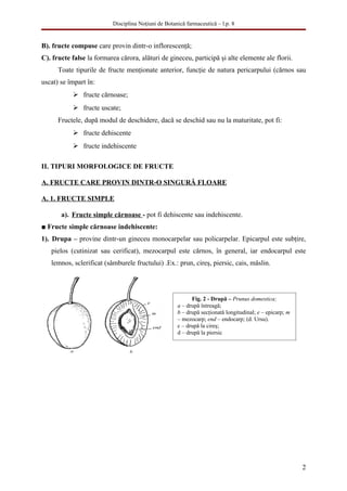 Disciplina Noţiuni de Botanică farmaceutică – l.p. 8


B). fructe compuse care provin dintr-o inflorescenţă;
C). fructe false la formarea cărora, alături de gineceu, participă şi alte elemente ale florii.
      Toate tipurile de fructe menţionate anterior, funcţie de natura pericarpului (cărnos sau
uscat) se împart în:
            fructe cărnoase;
            fructe uscate;
      Fructele, după modul de deschidere, dacă se deschid sau nu la maturitate, pot fi:
            fructe dehiscente
            fructe indehiscente

II. TIPURI MORFOLOGICE DE FRUCTE

A. FRUCTE CARE PROVIN DINTR-O SINGURĂ FLOARE

A. 1. FRUCTE SIMPLE

       a). Fructe simple cărnoase - pot fi dehiscente sau indehiscente.
■ Fructe simple cărnoase indehiscente:
1). Drupa – provine dintr-un gineceu monocarpelar sau policarpelar. Epicarpul este subţire,
   pielos (cutinizat sau cerificat), mezocarpul este cărnos, în general, iar endocarpul este
   lemnos, sclerificat (sâmburele fructului) .Ex.: prun, cireş, piersic, cais, măslin.




                                                            Fig. 2 - Drupă – Prunus domestica;
                                                      a – drupă întreagă;
                                                      b – drupă secţionată longitudinal; e – epicarp; m
                                                      – mezocarp; end – endocarp; (d. Ursu).
                                                      c – drupă la cireş;
                                                      d – drupă la piersic




                                                                                                          2
 
