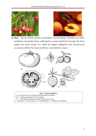 Disciplina Noţiuni de Botanică farmaceutică – l.p. 8




                                c                                                    d
2). Baca – provine dintr-un gineceu monocarpelar sau policarpelar. Epicarpul este pielos,
   membranos, mezocarpul cărnos, endocarpul nu se poate deosebi de mezocarp. De obicei
   conţine mai multe seminţe. Ex.: bobul de strugure, pătlăgelele roşii (Lycopersicum
   esculentum), afinele (Vaccinium myrthillus), socul (Sambucus nigra).




                                              Fig. 3 - Fructe baciforme:
     A, a d– Licopersicum esculentum bacă triloculară şi secţiune;
     B, b,e – bacă şi secţiunea ei la Vitis vinifera;
      C, c – bacă falsă şi secţiunea seminţei la Ribes grossularia;
     p – pericarp; o – loji ovariene; ţ pl – ţesut placentar; s – sămânţa; (d. Grinţescu).




                                                                                             3
 