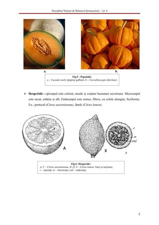 Disciplina Noţiuni de Botanică farmaceutică – l.p. 8




               a.                                                                  b.
                                          Fig.5 - Peponide:
                    a – Cucumis melo (pepene galben); b – Curcubita pepo (dovleac)




 Hesperidă - epicarpul este colorat, moale şi conţine buzunare secretoare. Mezocarpul
   este uscat, subţire şi alb. Endocarpul este zemos, fibros, cu celule alungite, fuziforme.
   Ex.: portocal (Citrus aurentianum), lămâi (Citrus lemon).




                                       Fig 6- Hesperide:
           A, C – Citrus aurentianum; B ,D, b – Citrus lemon, fruct şi secţiune;
           e – epicarp; m – mezocarp; end – endocarp;




                                                                                          5
 