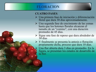 FLORACION
CUATRO FASES:
 Una primera fase de iniciación y diferenciación
  floral que dura 30 días aproximadamente.
 Una segunda fase de crecimiento de las yemas
  hasta que los botones florales alcanzan el
  tamaño de un "comino", con una duración
  promedio de 45 días.
 Sigue una fase de reposo que dura alrededor de
  30 días
 Y finalmente se presenta la antesis o floración
  propiamente dicha, proceso que dura 10 días.
 Una flor abierta dura 3 días en promedio. En la
  figura, se presentan los estados de desarrollo de
  la flor.
 