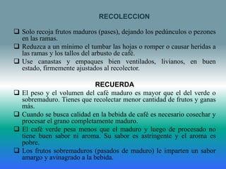 RECOLECCION

 Solo recoja frutos maduros (pases), dejando los pedúnculos o pezones
  en las ramas.
 Reduzca a un mínimo el tumbar las hojas o romper o causar heridas a
  las ramas y los tallos del arbusto de café.
 Use canastas y empaques bien ventilados, livianos, en buen
  estado, firmemente ajustados al recolector.

                              RECUERDA
   El peso y el volumen del café maduro es mayor que el del verde o
    sobremaduro. Tienes que recolectar menor cantidad de frutos y ganas
    más.
   Cuando se busca calidad en la bebida de café es necesario cosechar y
    procesar el grano completamente maduro.
   El café verde pesa menos que el maduro y luego de procesado no
    tiene buen sabor ni aroma. Su sabor es astringente y el aroma es
    pobre.
   Los frutos sobremaduros (pasados de maduro) le imparten un sabor
    amargo y avinagrado a la bebida.
 