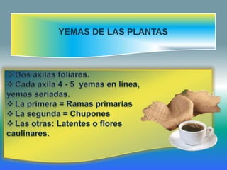 YEMAS DE LAS PLANTAS
 